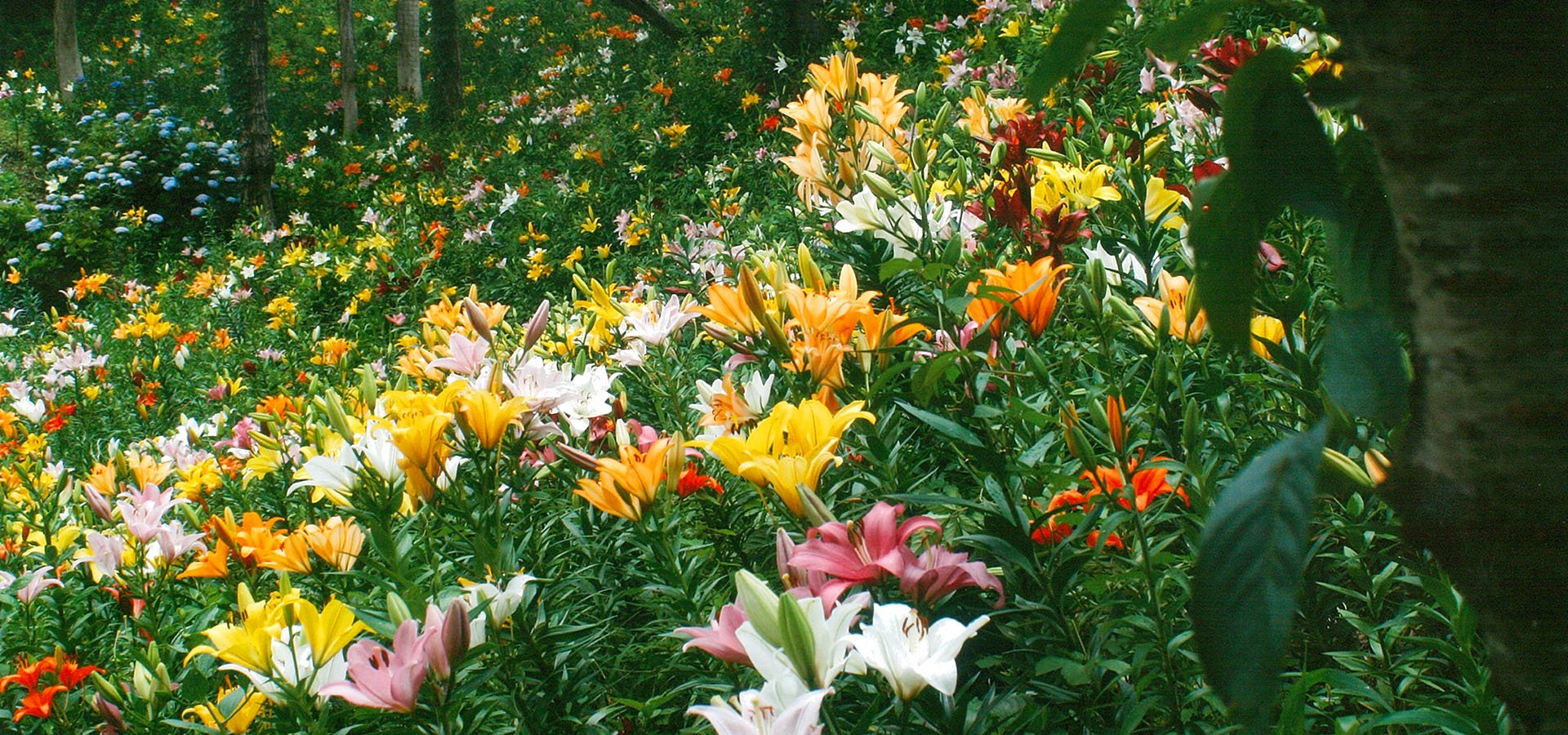 🌸 타마미즈 백합·수국원(타마미즈 유리 아지사이엔) 이미지 3